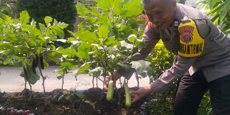 Cinta Petani Personil Polsek Sukajadi, Sambang Kebun PKK Warga Binaan Dalam Rangka mendukung Ketahanan Pangan.