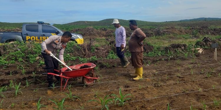 Polsek Kuantan Mudik Lakukan Pengecekan dan Pemupukan Jagung Pipil, Dukung Swasembada Pangan 2026