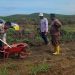 Polsek Kuantan Mudik Lakukan Pengecekan dan Pemupukan Jagung Pipil, Dukung Swasembada Pangan 2026