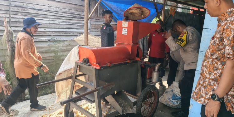 POLSEK PERHENTIAN RAJA HADIR SAAT PEMIPILAN JAGUNG – POKTAN BERKARYA DESA PANTAI RAJA TARGETKAN 2 TON HASIL