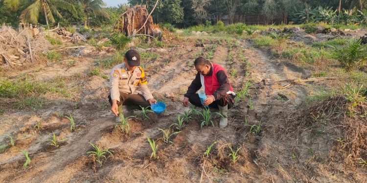 Polsek Ukui Tabur Pupuk NPK 16-16-16, Jagung Pipil di Lahan TKD untuk ketahanan Pangan