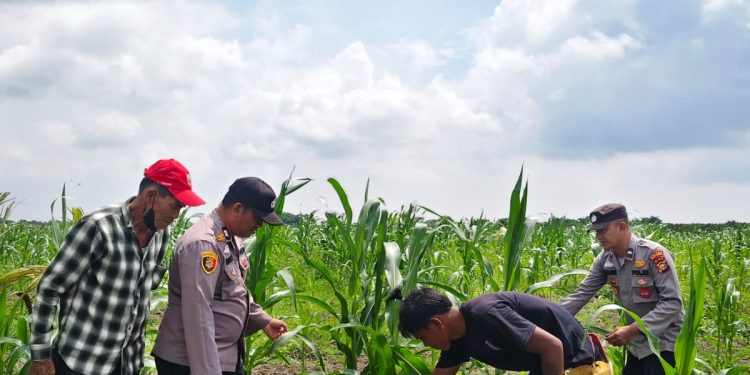 15 Ha Jagung Pipil Poktan Senang Jaya Sungai Solok wilayah Polsek Kuala Kampar, mendukung ketahanan pangan