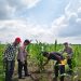 Polsek Kuala Kampar Cek 15 Ha Jagung Pipil Poktan Senang Jaya Sungai Solok, Pertumbuhan Baik Menuju Swasembada Pangan