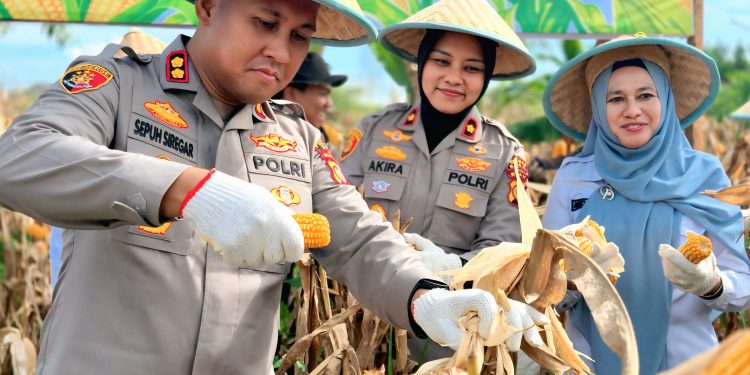 Dukung Asta Cita Menuju Swasembada Pangan,Polres Siak Kembali Menggelar Panen Raya Jagung Kwartal II Tahun 2026