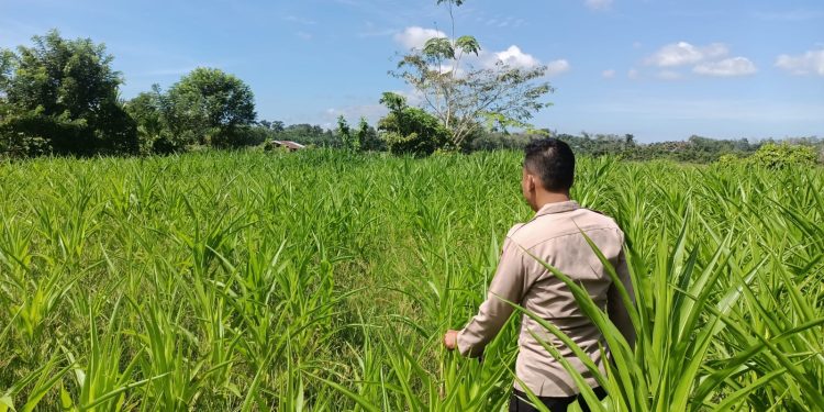 Polsek Kuantan Mudik Cek Perkembangan Jagung Pipil, Dukung Program Swasembada Pangan 2026