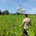 Polsek Kuantan Mudik Cek Perkembangan Jagung Pipil, Dukung Program Swasembada Pangan 2026