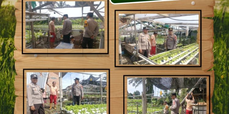 Polresta Pekanbaru Perkuat Ketahanan Pangan, Bhabinkamtibmas Dampingi Petani Selada dan Pakcoy di Tanjung Rhu