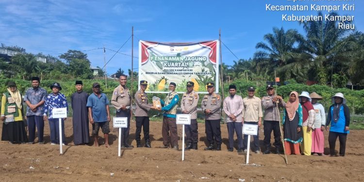 Polsek Kampar Kiri Gandeng Kompleks Pesantren Dan Poktan – Tanami 1 Ha Jagung Pipil Lamuru, Dukung Ketahtanan Pangan