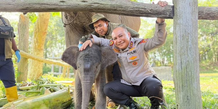 Kapolda Riau Beri Nama “Nona Seroja” untuk Anak Gajah di TNTN yang Lahir Tanpa Terdeteksi