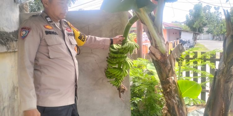 Personil Polsek Sukajadi Sambang Kebun Pisang dan Budidaya Ikan Lele Warga Binaan Dalam Rangka m