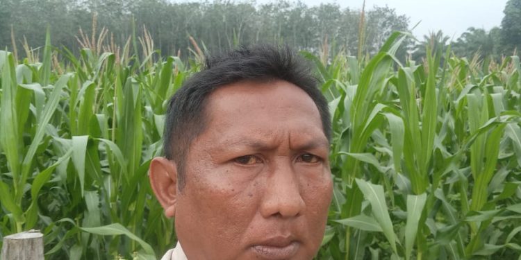 Polsek Logas Tanah Darat Cek Perkembangan Jagung Ketahanan Pangan, Dukung Swasembada Pangan Nasional 2026
