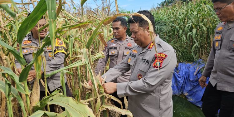 Polres Pelalawan Cek 12 Ha Jagung Pipil KUD Sialang Makmur, Komitmen Polri Kawal Ketahanan Pangan Hingga Panen