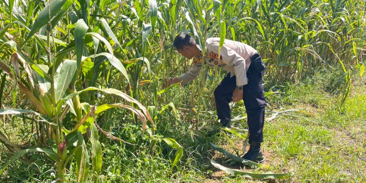 Dukung Ketahanan Pangan, Polres Rokan Hulu Pastikan Jagung Hibrida Tumbuh Optimal Jelang Panen