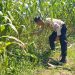 Dukung Ketahanan Pangan, Polres Rokan Hulu Pastikan Jagung Hibrida Tumbuh Optimal Jelang Panen