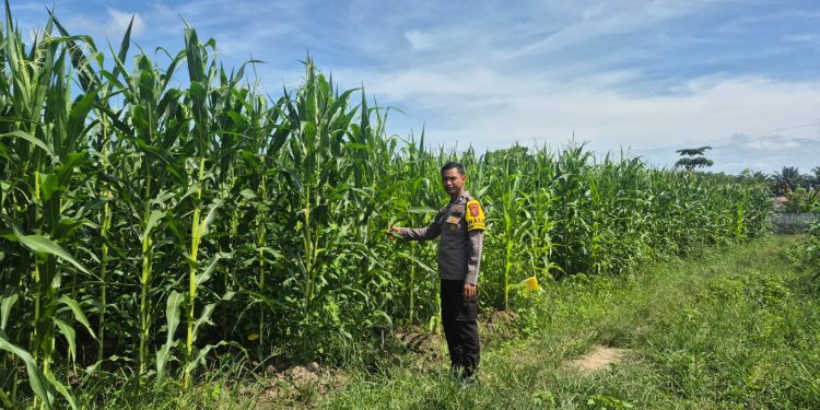 Polsek Logas Tanah Darat Lakukan Pengecekan Tanaman Jagung Dukung Program Swasembada Pangan Nasional