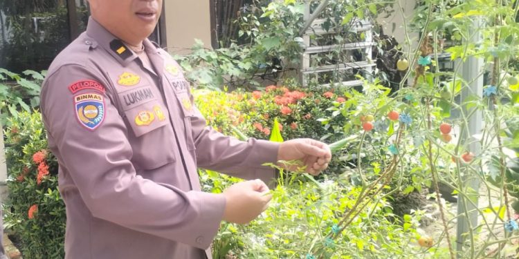 Sambang Kebun Tomat dan Terung Personil Polsek Sukajadi di Kebun PKK, Dalam Rangka mendukung Ketahanan Pangan.