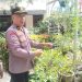 Sambang Kebun Tomat dan Terung Personil Polsek Sukajadi di Kebun PKK, Dalam Rangka mendukung Ketahanan Pangan.