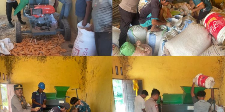 Polsek Tambusai Dampingi Pemipilan Jagung PT. PSA, Wujud Dukungan Polri terhadap Ketahanan Pangan