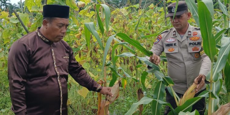 POLSEK TAPUNG HILIR HADIR – CEK PERKEMBANGAN JAGUNG TUMPANG SARI DI DESA TANDAN SARI