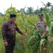 POLSEK TAPUNG HILIR HADIR – CEK PERKEMBANGAN JAGUNG TUMPANG SARI DI DESA TANDAN SARI