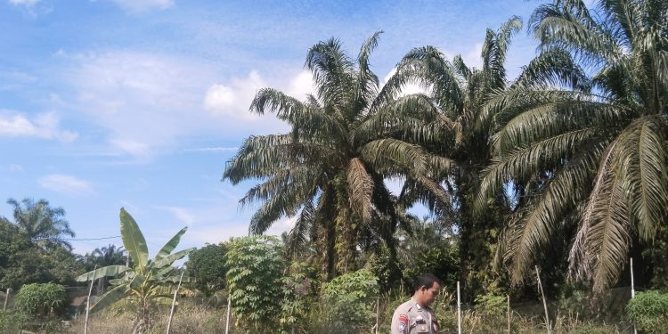 Secara rutin Bhabinkamtibmas Desa Muara Mahat Baru Bripka Robby mengecek pertumbuhan jagung pipil untuk mendukung ketahan pangan.