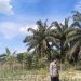 Secara rutin Bhabinkamtibmas Desa Muara Mahat Baru Bripka Robby mengecek pertumbuhan jagung pipil untuk mendukung ketahan pangan.