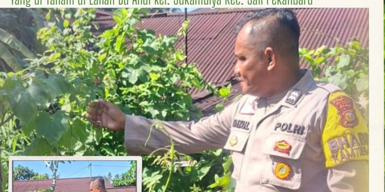 Polresta Pekanbaru Perkuat Ketahanan Pangan Nasional, Polsek Limapuluh Monitoring Kebun Cabai dan Tomat Milik Warga Sukamulya