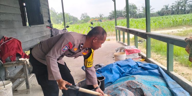 Pertumbuhan jagung 3 Ha Jagung Hibrida NK 6172 Km 55, dalam mendukung Ketahanan Pangan Pkl Kerinci Tumbuh Subur