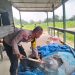 Pertumbuhan jagung 3 Ha Jagung Hibrida NK 6172 Km 55, dalam mendukung Ketahanan Pangan Pkl Kerinci Tumbuh Subur