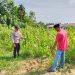 Polsek Bandar Sei Sekijang Pantau Kebun Jagung Warga, Polri Hadir dukung ketahanan Pangan