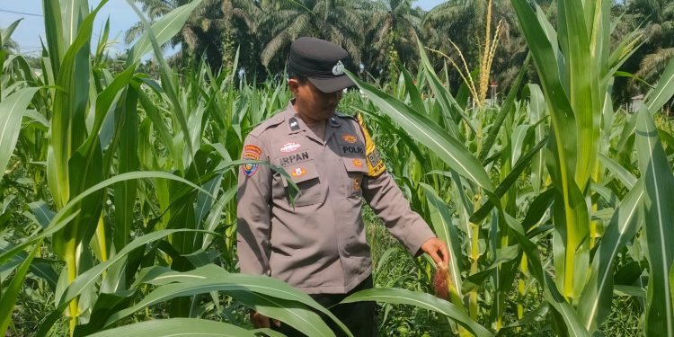 PROGRAM KETAHANAN PANGAN BERLANJUT – POLSEK KKH CEK TANAMAN JAGUNG DI DESA SIMALINYANG