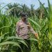 PROGRAM KETAHANAN PANGAN BERLANJUT – POLSEK KKH CEK TANAMAN JAGUNG DI DESA SIMALINYANG