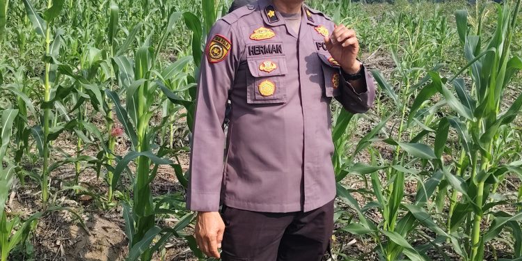 Upayakan Hasil Maksimal, Polres Siak Terus Pantau Perkembangan Lahan Jagung di Sei Mandau