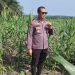 Upayakan Hasil Maksimal, Polres Siak Terus Pantau Perkembangan Lahan Jagung di Sei Mandau