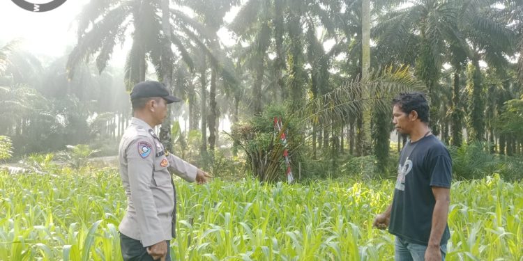 Jagung Pipil Hibrida F1, Polri Dukung Ketahanan Pangan Pangkalan Lesunh