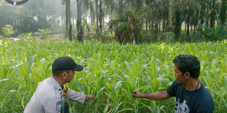 Jagung Hibrida F1 Blok 17 Rawang Sari Tumbuh Serempak, Polsek Pkl. Lesung Kawal Ketahanan Pangan