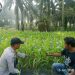 Jagung Hibrida F1 Blok 17 Rawang Sari Tumbuh Serempak, Polsek Pkl. Lesung Kawal Ketahanan Pangan