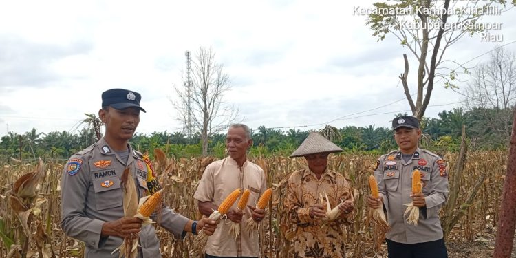 POLSEK KKH HADIR SAAT PANEN JAGUNG PIPIL PROGRAM KAPOLDA RIAU – LAHAN 0,5 HA HASILKAN ±800 KG, DUKUNG SWASMBADA PANGAN