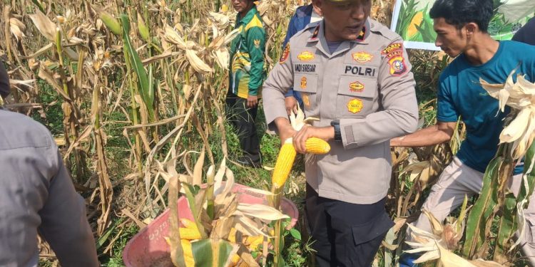 Kapolsek Kampar Kiri Kompol RZ Siregar Turun Langsung Dalam Kegiatan Panen Raya Jagung Pupil Kuartal Pertama
