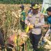 Kapolsek Kampar Kiri Kompol RZ Siregar Turun Langsung Dalam Kegiatan Panen Raya Jagung Pupil Kuartal Pertama