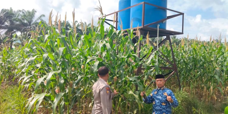 polsek Ukui Kawal Lahan Jagung Swadaya, Polri Dukung Ketahanan Pangan Ukui