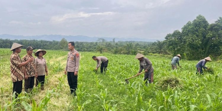 Dukung Ketahanan Pangan Nasional, Polres Rokan Hulu Cek Perkembangan Tanaman Jagung di Lahan 6 Hektare