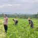 Dukung Ketahanan Pangan Nasional, Polres Rokan Hulu Cek Perkembangan Tanaman Jagung di Lahan 6 Hektare