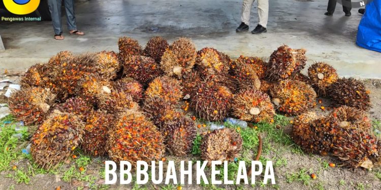 Polres Kuansing Ungkap Kasus Dugaan Penggelapan TBS Sawit, Tujuh Orang Diamankan