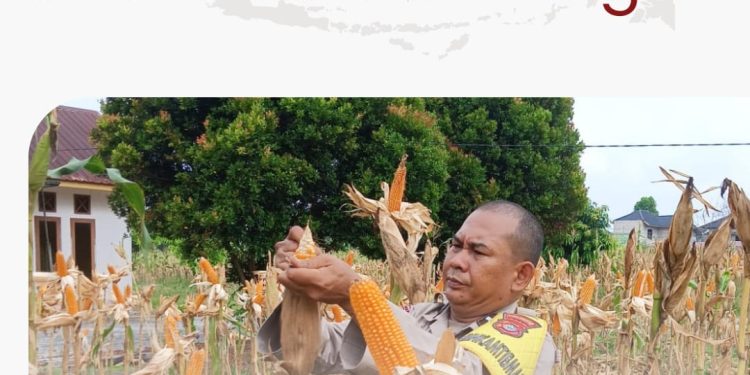 Bhabinkamtibmas Polsek Bukit Raya Bersama Kelompok Tani Lakukan Pembersihan dan Pengupasan Jagung Jelang Panen.