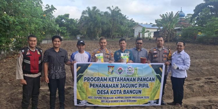POLSEK TAPUNG HILIR HADIR SAAT PENANAMAN JAGUNG PIPIL – 1 HECTARE LAHAN DESA KOTA BANGUN DIDANAI DANA DESA