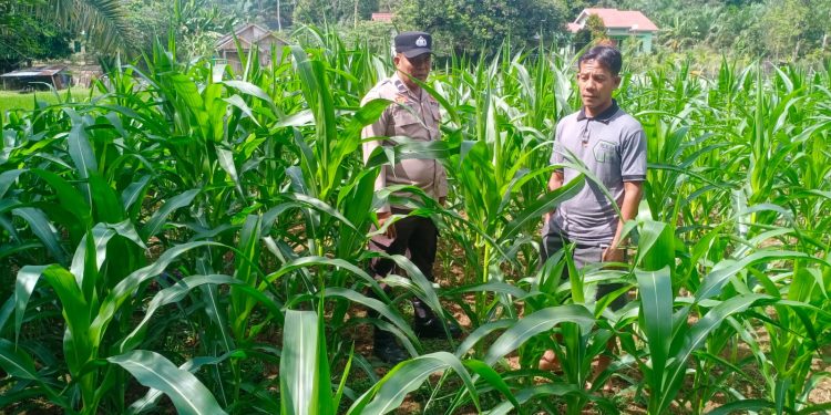 Polsek Hulu Kuantan Cek Tanaman Jagung di Desa Sungai Alah, Dukung Swasembada Pangan 2026