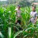 Polsek Hulu Kuantan Cek Tanaman Jagung di Desa Sungai Alah, Dukung Swasembada Pangan 2026