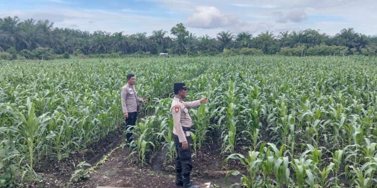 Kapolsek Kampar AKP Asdisyah Mursid SH Kembali Tinjau Tanaman Jagung Pipil di Desa Kayu Aro, Wujud Nyata Dukungan Ketahanan Pangan Nasional