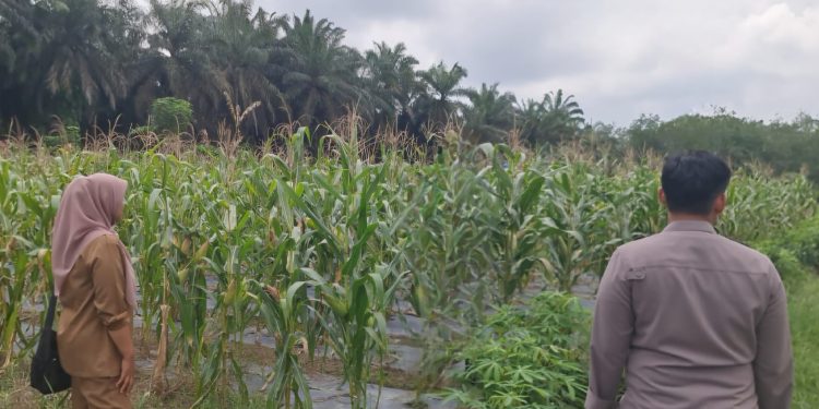 Jagung Hibrida F1 di Batang Kulim dukung Ketahanan Pangan Pkl. Kuras Tumbuh Subur